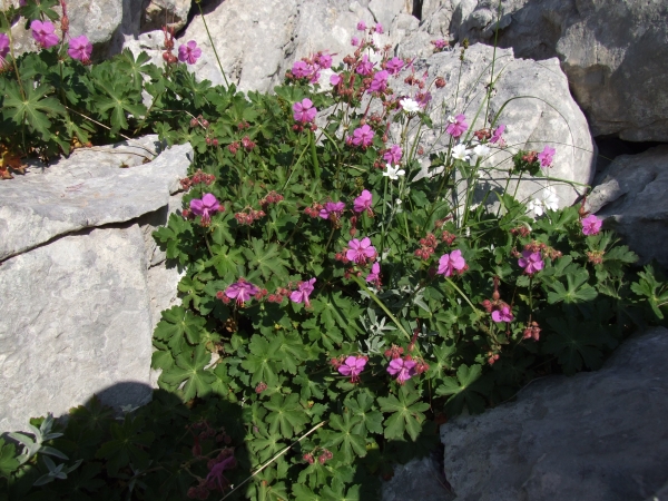 Geranium macrorrhizum / Geranio crestato